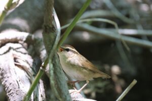 ヤブサメ2025年6月14日