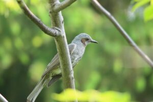 ヒヨドリ2025年6月1日