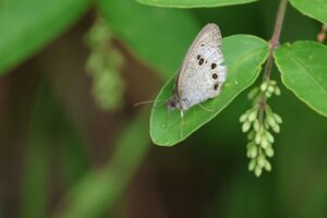 ヒメウラナミジャノメ2025年6月23日