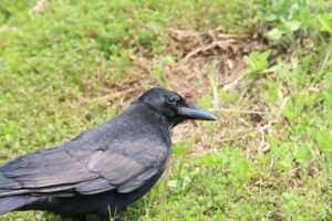 ハシボソガラス2025年6月1日