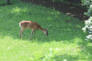 エゾシカ2025年6月23日