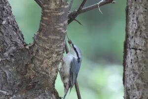 ゴジュウカラ2025年6月14日亜種シロハラゴジュウカラ