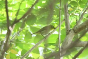 メジロ2025年6月23日