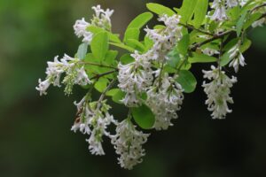 イボタノキ2025年6月29日