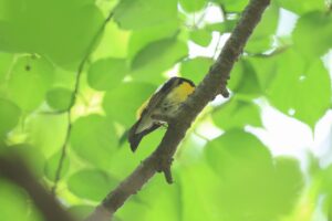 キビタキ2025年6月29日