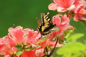 キアゲハ2025年6月1日