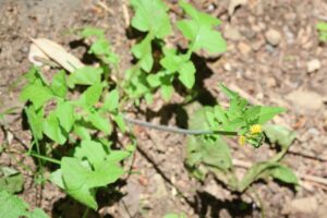 オニタビラコ2025年6月14日2全体