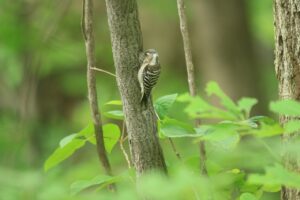 コゲラ2025年6月8日