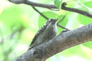 コゲラ幼鳥2025年6月29日