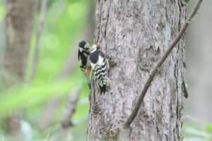 アカゲラ親子2025年6月23日2給餌中