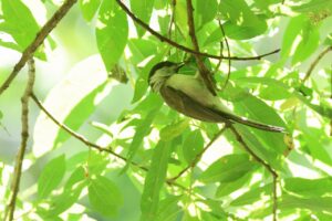 ハシブトガラ2025年6月29日