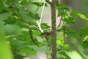 ヤブサメ2025年6月23日