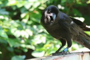 ハシブトガラス2025年6月29日2足環