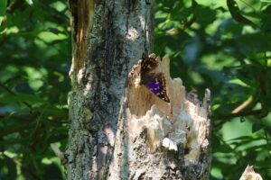 コムラサキ2025年6月29日1紫色に見える