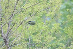 アオバト2025年6月8日1雌1羽