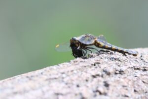 シオヤトンボ雌2025年6月8日