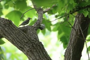 コゲラ2025年6月14日親子