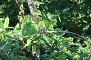 モズ雌2025年6月28日