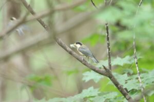 ヤマガラ幼鳥2025年6月8日