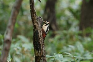 アカゲラ雄2025年6月1日