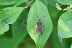 キバラヘリカメムシ2025年6月1日