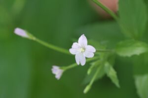エゾアカバナ2025年6月14日