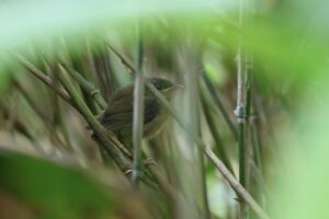 ヤブサメ幼鳥2025年6月29日