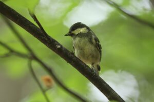 ヒガラ幼鳥2025年6月8日