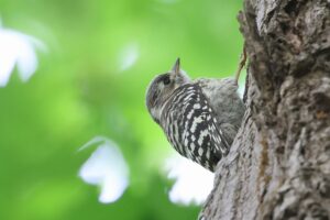 コゲラ2025年6月14日幼鳥と思われる