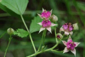 ナワシロイチゴ2025年6月29日