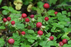 ヘビイチゴ2025年6月29日