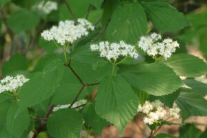 ミヤマガマズミ2025年6月1日