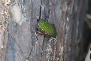 アオハナムグリ2025年6月14日