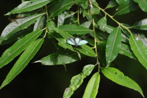 メスアカミドリシジミ2025年6月23日