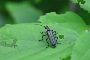 アオジョウカイ2025年6月8日