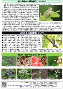 アカゲラ通信2025年6月号裏