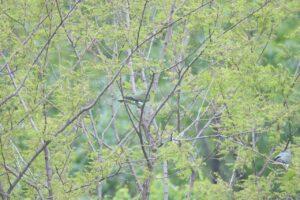 アオバト2025年6月8日3