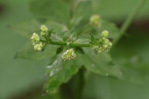 ウマノミツバ2025年6月29日