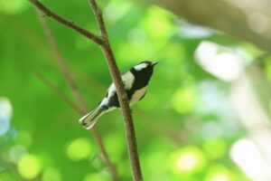 シジュウカラ雄2025年6月14日