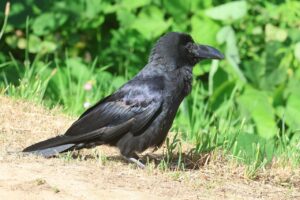 ハシブトガラス2025年7月15日