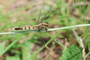 シオカラトンボ雌2025年7月15日