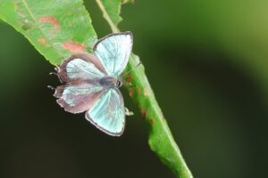 メスアカミドリシジミ雄2025年7月6日