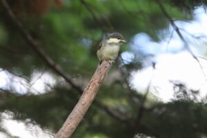 ヒガラ幼鳥2025年7月15日1幼鳥