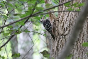 オオアカゲラ幼鳥2025年7月27日