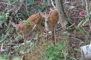 エゾシカ2025年7月27日バンビ