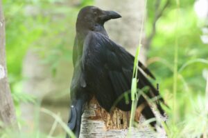 ハシブトガラス2025年7月20日