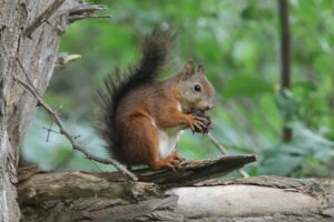 エゾリス2025年7月27日