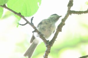 ハシブトガラ2025年7月27日