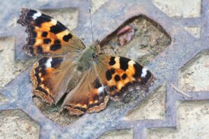 エルタテハ2025年7月20日