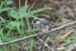 ヤマガラ幼鳥2025年7月27日